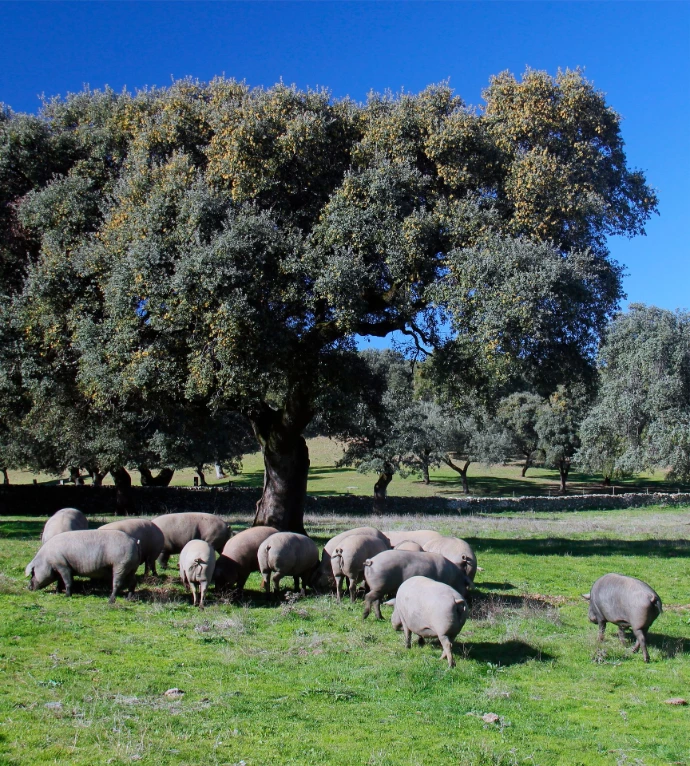 jamon-iberico-de-bellota-sierra-huelva